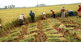 ৬ লাখ টন ধান কেনার সিদ্ধান্ত নিয়েছে সরকার